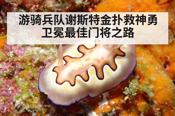 游骑兵队谢斯特金扑救神勇卫冕最佳门将之路